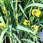 Yellow flag iris growing in a drainage ditch